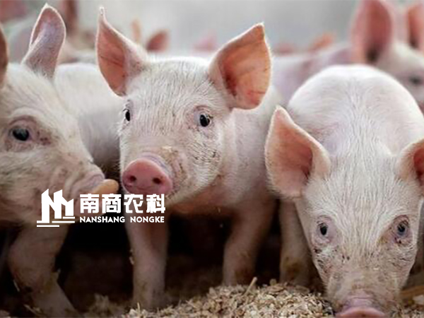 行情小幅回彈轉(zhuǎn)暖，風口上“搖搖欲墜”的豬價，是否能再次起飛，重現(xiàn)輝煌？