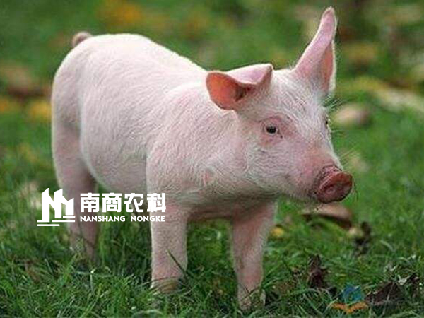 現(xiàn)代規(guī)?；i場(chǎng)設(shè)計(jì)與管理，場(chǎng)長(zhǎng)必修課！